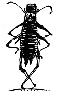 Don Marquis' friend archy the cockroach
